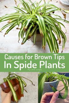 there is a plant that has brown tips in it and the words, cause for brown tips in spider plants