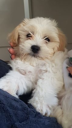 a small white dog sitting on top of a bed next to a person holding it