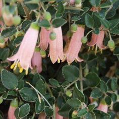 some pink flowers and green leaves on a bush