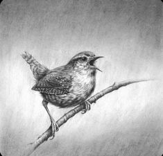 a pencil drawing of a bird sitting on a branch