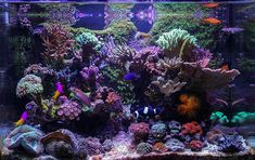 an aquarium filled with lots of different types of corals and fish swimming in it