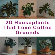 there are many houseplants that love coffee grounds