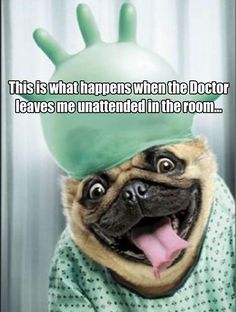 a pug wearing a green hat with the caption, this is what happens when the doctor leaves me unattended in the room