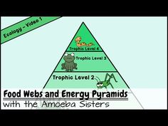 food webs and energy pyramid with the american sisters