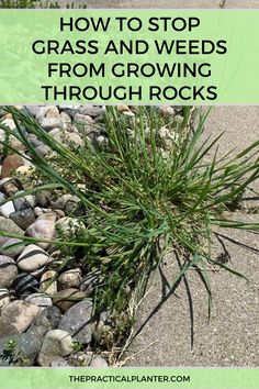 grass and weeds growing through rocks with text overlay reading how to stop grass and weeds from growing through rocks