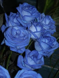 blue roses are in a vase with water droplets on them