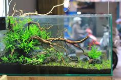 an aquarium with plants and rocks in it