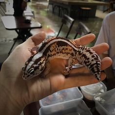 a person holding a small brown and white striped gecko in their left hand, with plastic containers on the other side