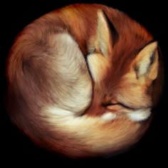 a painting of a sleeping fox curled up in a ball on a black background with its eyes closed