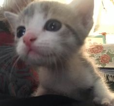 a white kitten with blue eyes sitting on top of a person's lap and looking at the camera