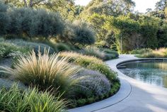 a path that is next to a body of water with plants on the side and trees in the background