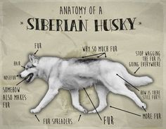 the anatomy of a siberian husky dog