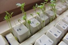 small plants sprouting from the keys of an old computer keyboard