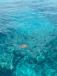 a turtle swimming in the clear blue water