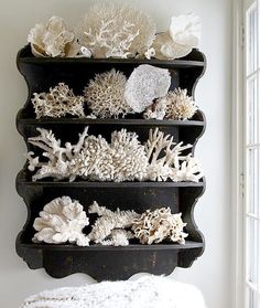 a shelf filled with corals and other sea creatures on top of a white wall