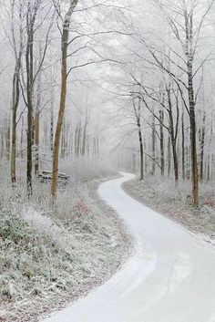 a snow covered road surrounded by trees and bushes