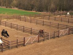 several horses in an enclosed area with trees in the background