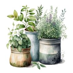 three potted plants with green leaves in them on a white background, watercolor painting