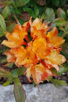 an orange flower with green leaves on it