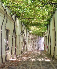 an alley lined with trees and white buildings