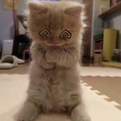 a small kitten sitting on top of a white rug