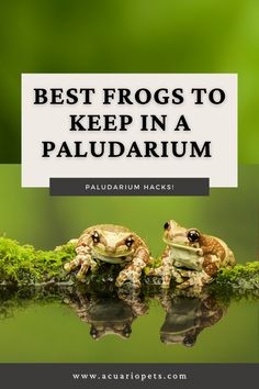 two frogs sitting on top of a moss covered branch with the caption best frogs to keep in a palladrum