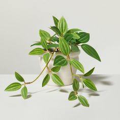 a small potted plant with green leaves