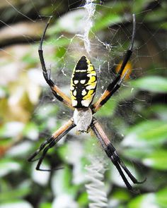 a yellow and black spider sitting on its web