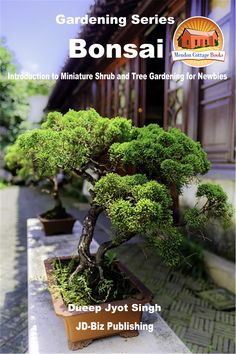 Bonsai: Introduction to Miniature Shrub and Tree Gardening for Newbies China Tourism, Bonsai Tree Care, China Travel Guide, Bonsai Seeds, Bonsai Plants, China Travel, Garden Trees, Bonsai Tree, Grow Your Own