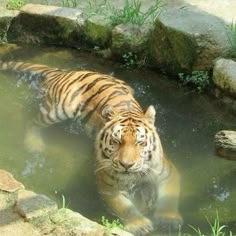 a tiger is in the water near some rocks