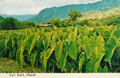 a field full of large green plants with mountains in the background and trees on either side