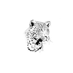 a black and white drawing of a leopard