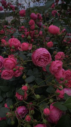 pink roses are blooming in the garden