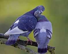 two birds sitting on top of a tree branch next to each other, one is touching the other's cheek