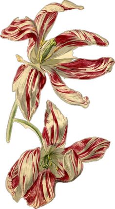 three red and white flowers on a white background