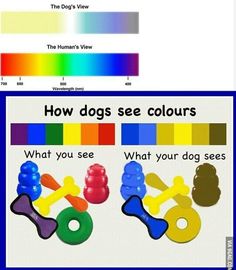 the dog's view how dogs see colours