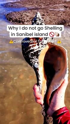 someone holding up a shell in the water with a message on it that reads, why do not go shellshelling in sanibe island?