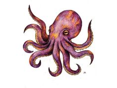 an octopus drawing with colored pencils on paper