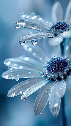 water droplets are on the petals of a blue and white flower with dewdrops