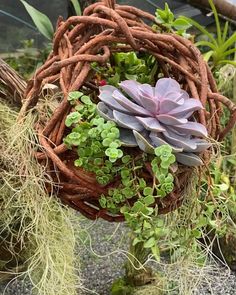 an arrangement of succulents and plants in a basket hanging from a tree branch