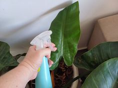 a person holding a spray bottle near a plant