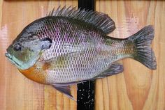 a fish with a measuring tape around it's neck and head on a wooden surface