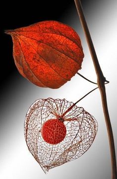 two red and white hearts hanging from a twig