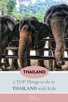 three elephants standing next to each other with text overlay that reads, thailand 5 top things to do in thailand with kids