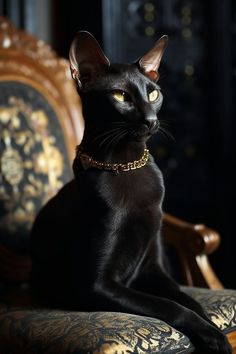 a black cat sitting on top of a chair