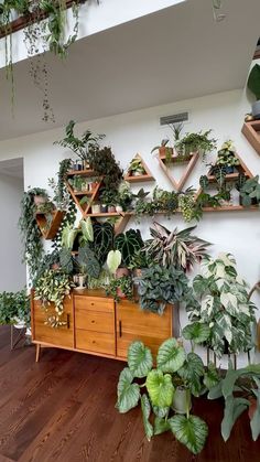 a room filled with lots of green plants and potted plants on top of wooden shelves