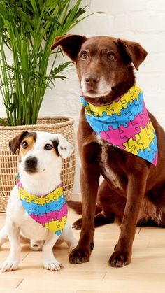 two dogs sitting next to each other in front of a basket and potted plant