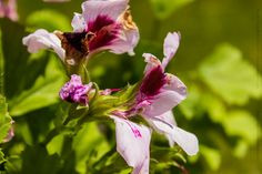 some pink flowers with green leaves in the background and a bee on one of them