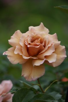 an orange rose with green leaves in the background