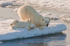 two polar bears on an ice floet in the water